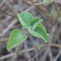 Coleus amboinicus Lour.